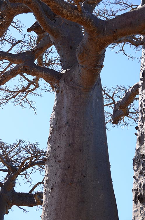 rencontres dans la brousse